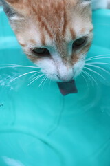 Orange tabby kittens enjoying a day in the sun, in the park, in the green, and in the shade.