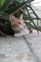 Orange tabby kittens enjoying a day in the sun, in the park, in the green, and in the shade.