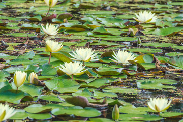 初夏の池に咲くハスの花13