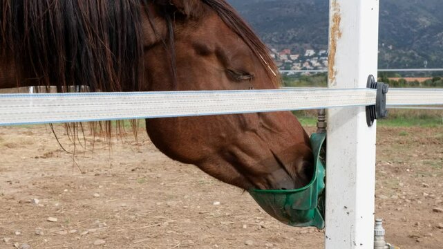 Close up of dark brown Horse drinks water from a special, automatic bowls for cattle or drinker on the farm. Purebred  horse is drinking from autodrinker. Horse in the stable.	Heat in Europe, Spain