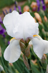 White summer flowers. White irises in bloom. Delicate floral background with beautiful irises for background, post, screensaver, wallpaper, postcard, banner, cover, website