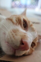 Orange tabby kittens enjoying a day in the sun, in the park, in the green, and in the shade.