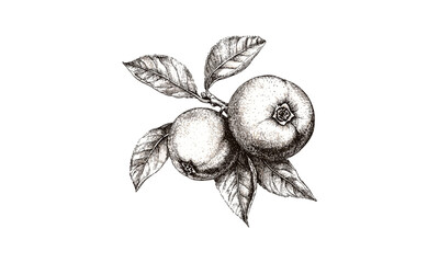 Vintage Medlar fruit sketch, antique botanical art, hand-drawn black ink illustration, old engraving style, trendy food decor, botanical wall art, rustic kitchen illustration,