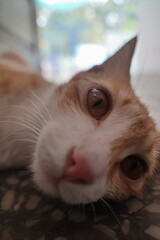 Orange kittens, male and female, playing in the shade and relaxing