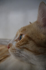 Orange kittens, male and female, playing in the shade and relaxing