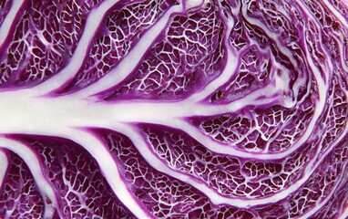Obraz premium red cabbage cross-section, intricate natural pattern of veins, vibrant purple and white contrast, abstract organic art 