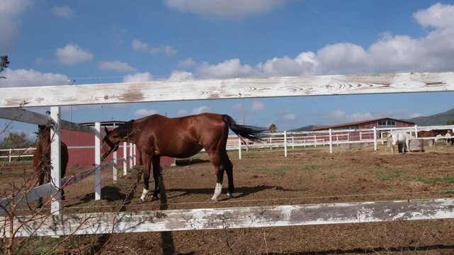 Beautiful purebred brown horse staying in paddock with white fence or corral farm on blue sky background. Bay or Reddish-brown horse resting in stable, Purebred horses with black mane 