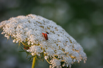 A close-up of two common red soldier beetles mating on a white flowering plant against green background on a sunny summer evening.