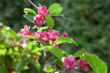 Pink flowers. Blooming Weigela flowers. Selective focus and close up of beautiful bright pink...