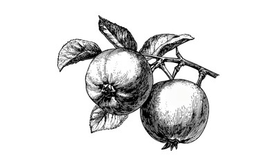 Vintage persimmon fruit engraving, antique black ink illustration, hand-drawn sketch, old engraving style, classic fruit decor, botanical art, retro fruit print