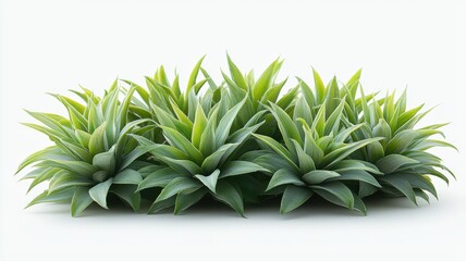 Obraz premium Lush Green Spiky Succulent Plants on White Background green spiky lush succulent plant foliage leaf