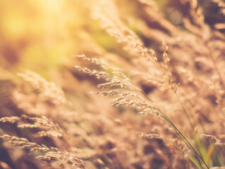 Obraz premium Backlit Wild Grass at Golden Hour – Natural Landscape Detail