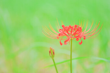 彼岸花が咲く秋の風景