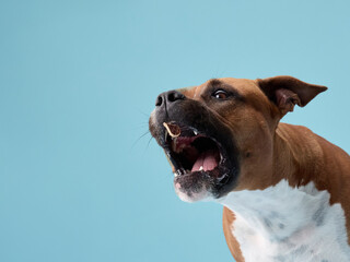 A staffordshire terrier barks with head tilted upward, mouth wide open and ears back. The energy is...