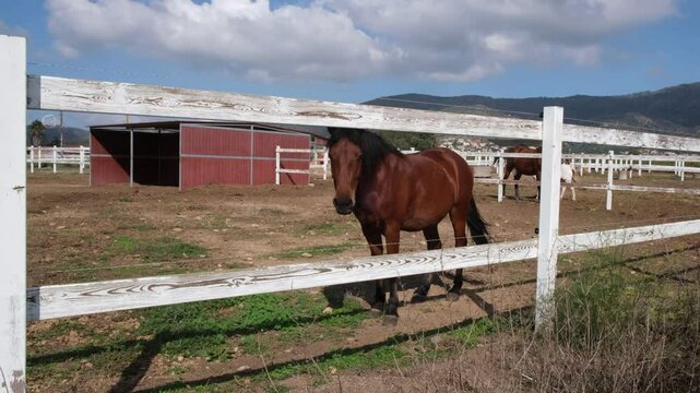 Beautiful purebred brown horse staying in paddock with white fence or corral farm on mountains background. Bay or Reddish-brown horse resting in stable, Purebred horses with black mane 