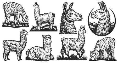 Vintage style illustrations featuring various poses of llamas and alpacas, providing a unique collection of design elements perfect for south american themed projects
