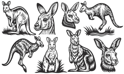 Vintage monochrome set of australian kangaroos jumping, eating, and protecting joey in mother's pouch, featuring various poses and actions of these iconic marsupials