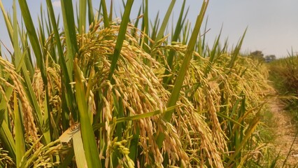 closeup image of rice in a paddy field, turning yellow ready to be harvested with a blue sky...
