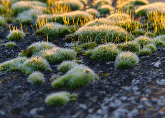 Dew Moss and Grass at Sunrise