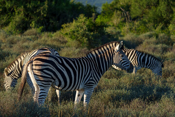 Plains zebra (Equus quagga) in the veld near Gqeberha, Eastern Cape, South Africa. Known for...
