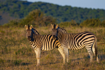 Plains zebra (Equus quagga) in the veld near Gqeberha, Eastern Cape, South Africa. Known for...