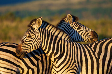 Plains zebra (Equus quagga) in the veld near Gqeberha, Eastern Cape, South Africa. Known for...