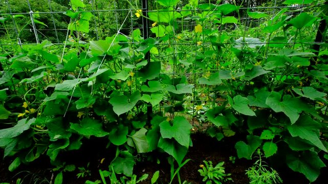 Moving camera right to left next to blooming cucumber plants climbing or tangling to trellis made from cattle panels