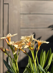Yellow oleander flowers