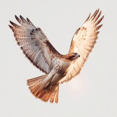 Majestic red tailed hawk soaring in the open sky nature raptor bird of prey majestic wings spread