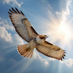 Majestic hawk soars gracefully through the radiant sky casting a silhouette in vibrant sunlight