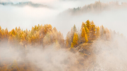 morning fog in the forest