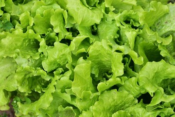 Close-up of fresh green lettuce leaves growing in garden bed. Organic farming and healthy vegetarian food concept. Vibrant natural texture perfect for culinary or gardening themes.