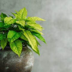 Interior still life of vibrant green houseplant in a ceramic pot against a neutral gray background
