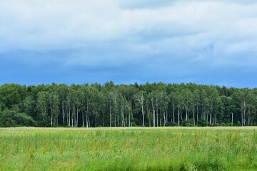 Wide green field with wild grass and distant birch forest under cloudy blue sky. Tranquil rural...