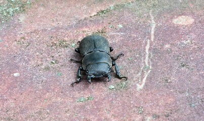Macro close-up of a dark brown stag beetle walking on textured pink stone surface outdoors. Detailed insect body and legs clearly visible. Natural wildlife and entomology concept.