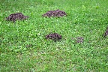 Fresh molehill mound on green lawn, close-up view of dark soil pile contrasting with grass. Concept of garden pests, soil health, natural underground animal activity and gardening challenges.