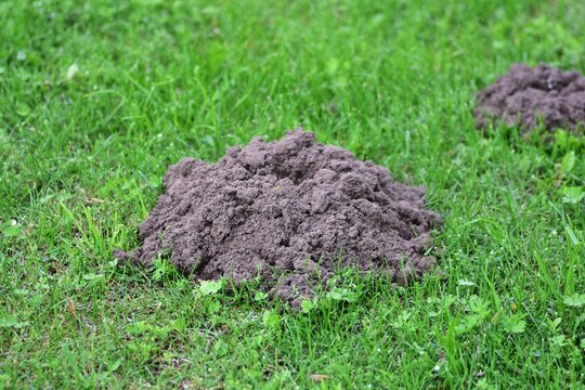 Fresh molehill mound on green lawn, close-up view of dark soil pile contrasting with grass. Concept of garden pests, soil health, natural underground animal activity and gardening challenges.