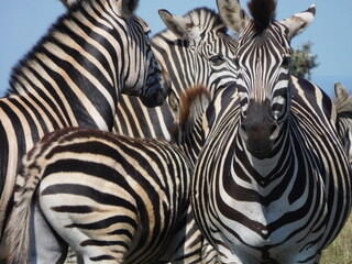 Naklejka premium Crowd of Zebra