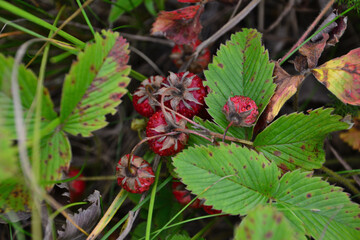 Wild Strawberries in Natural Habitat close up