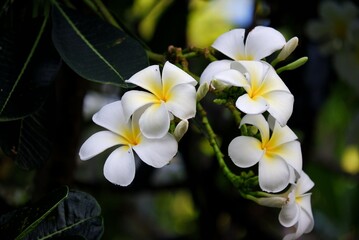 A beautiful white plumeria blossom with tree branch and leaf,dark background