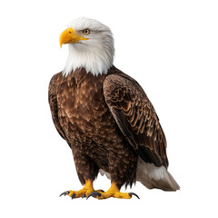 Fototapeta premium Majestic bald eagle standing proud bird of prey raptor