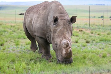 Obraz premium Portrait of a dehorned white rhino grazing in South Africas savanna.
