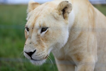 Close-up of a rare white lioness with golden eyes in a natural grassy setting.