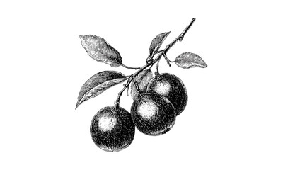 Detailed vintage engraving Indian jujube fruit, hand-drawn botanical sketch, retro black ink illustration, antique fruit art, healthy superfood drawing, natural vintage decor