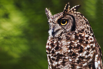 Owl portrait creatures of the night, wildlife - night hunter - forest nature
