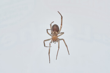 Brown spider resting on natural surface