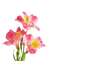 Delicate pink alstroemeria flowers with green stems isolated on a white background. Minimal floral...