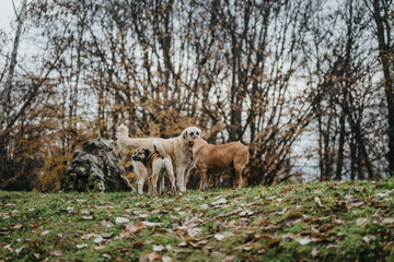 A pack of three dogs standing together on a grassy hill in a forest setting surrounded by autumn leaves and trees.