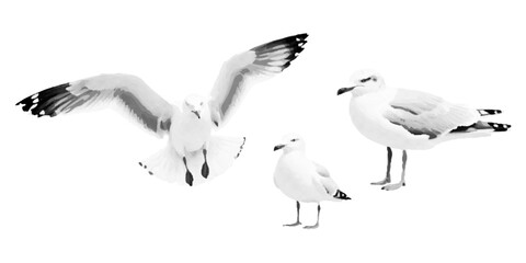 Obraz premium Seagull, halftone vector illustration of a seagull flying, standing, in retro comic book style with bold dotted texture. High contrast black and white image isolated on white background. Stylized sea