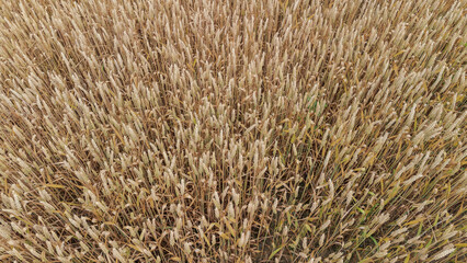 Golden Wheat Field from Above